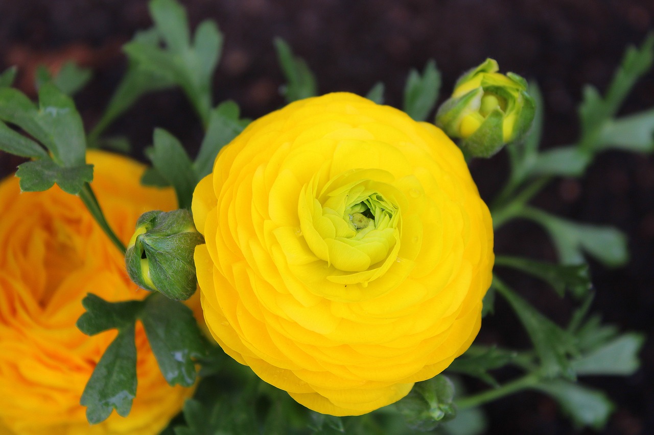 ranunculus asiaticus  yellow flower  spring free photo