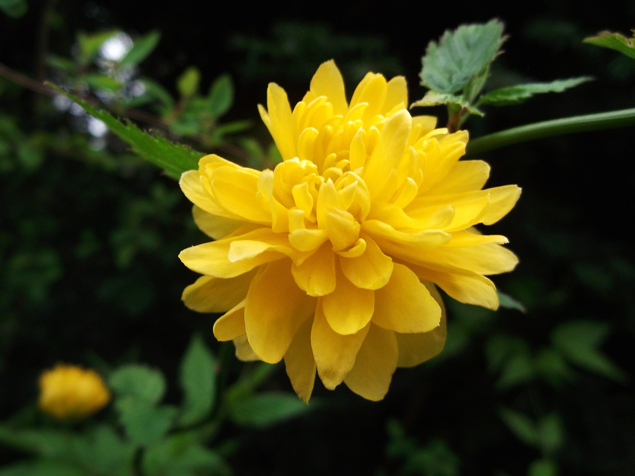 ranunculus bush flower rose family yellow free photo