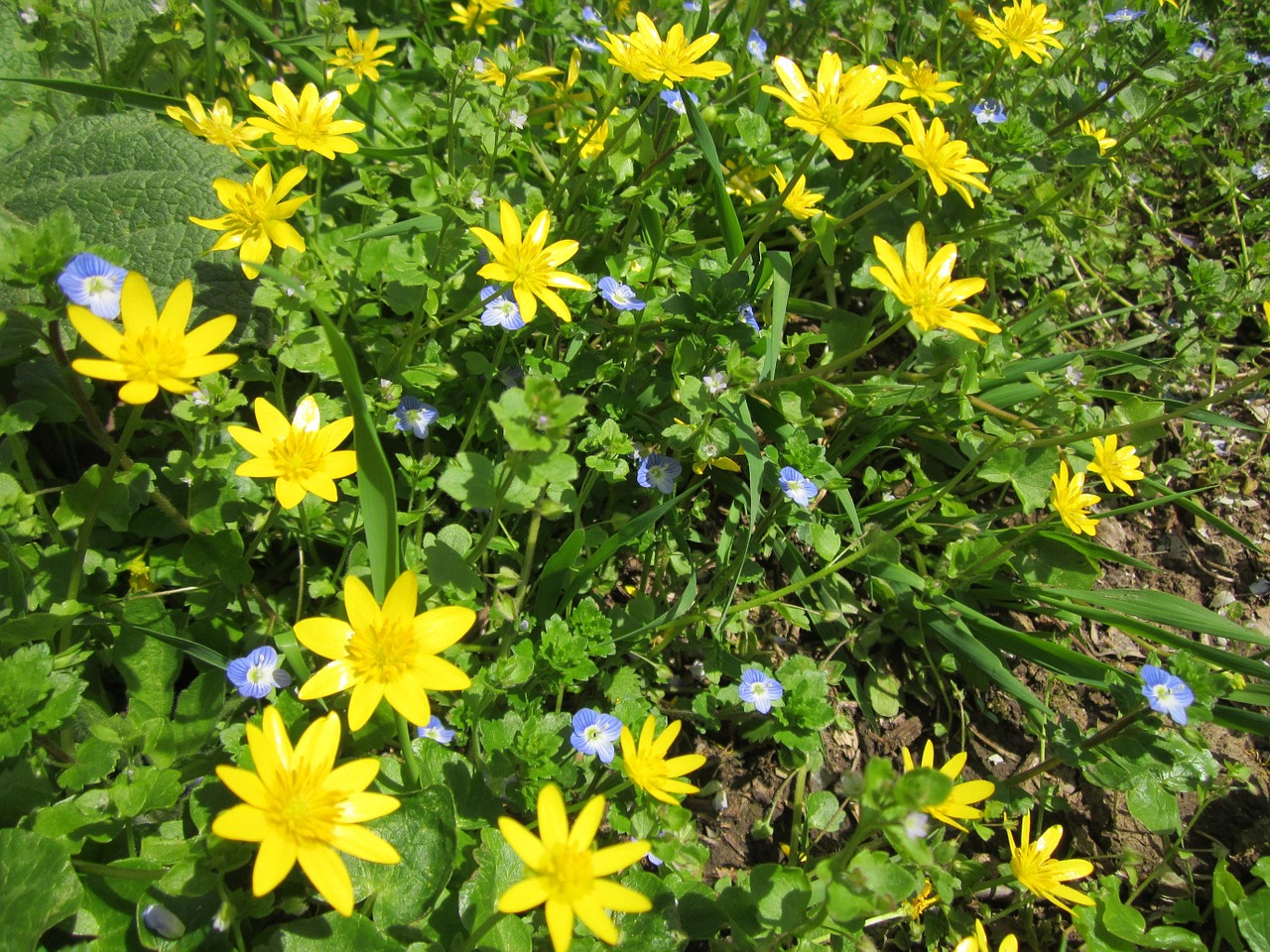 ranunculus ficaria lesser calendine wildflower free photo