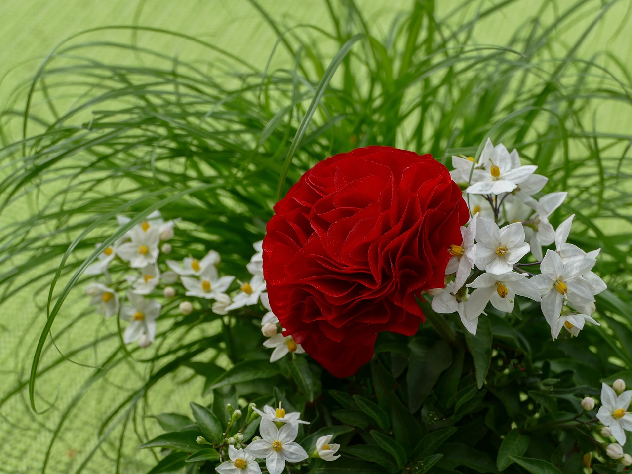 ranunculus red  jasmin  bamboo grassedit this page free photo