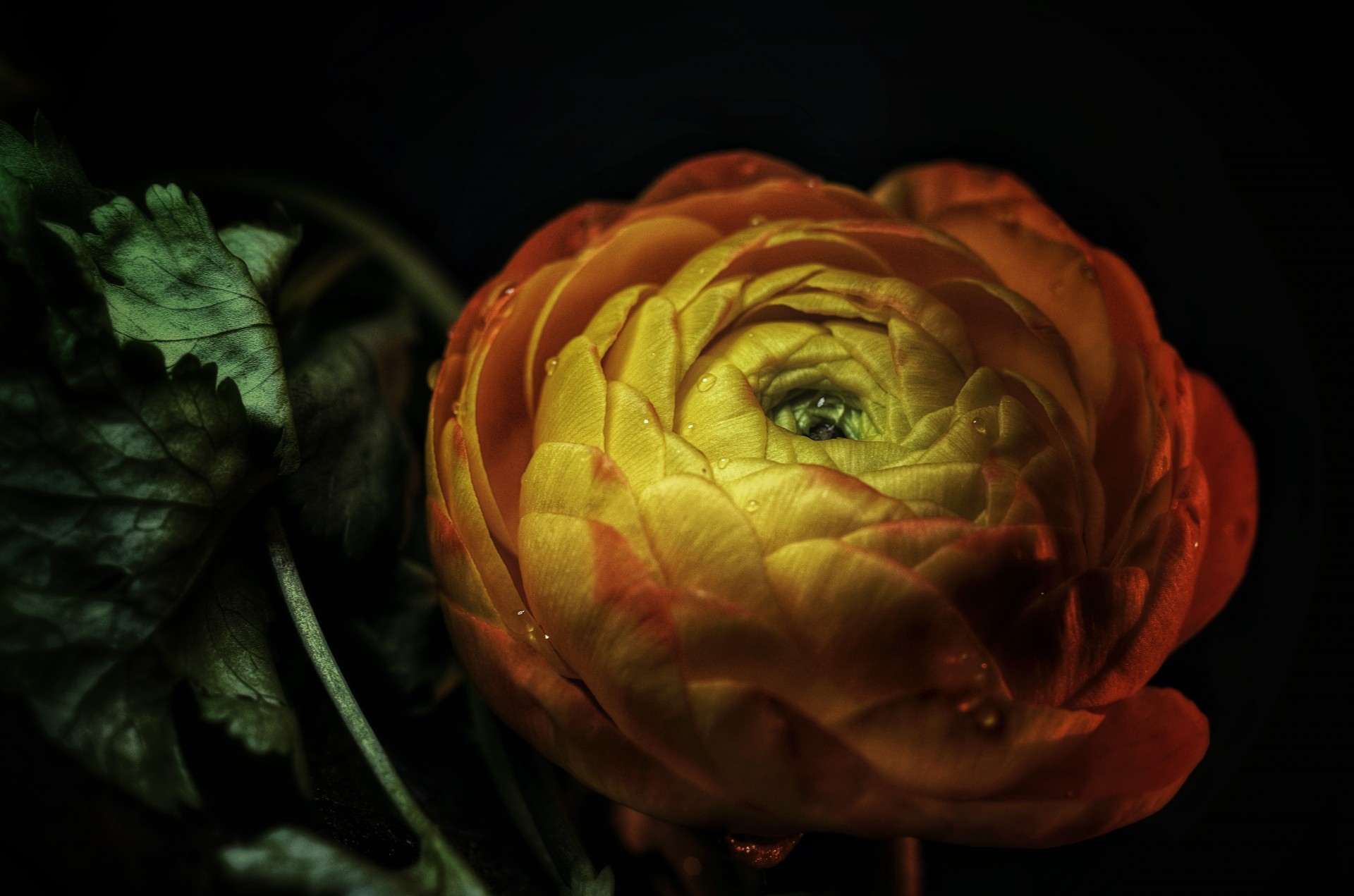 flower ranunculus yellow free photo