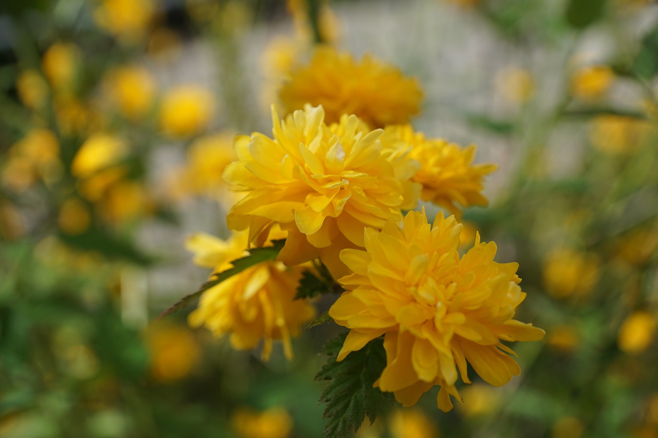 ranunkel shrub flourished yellow free photo