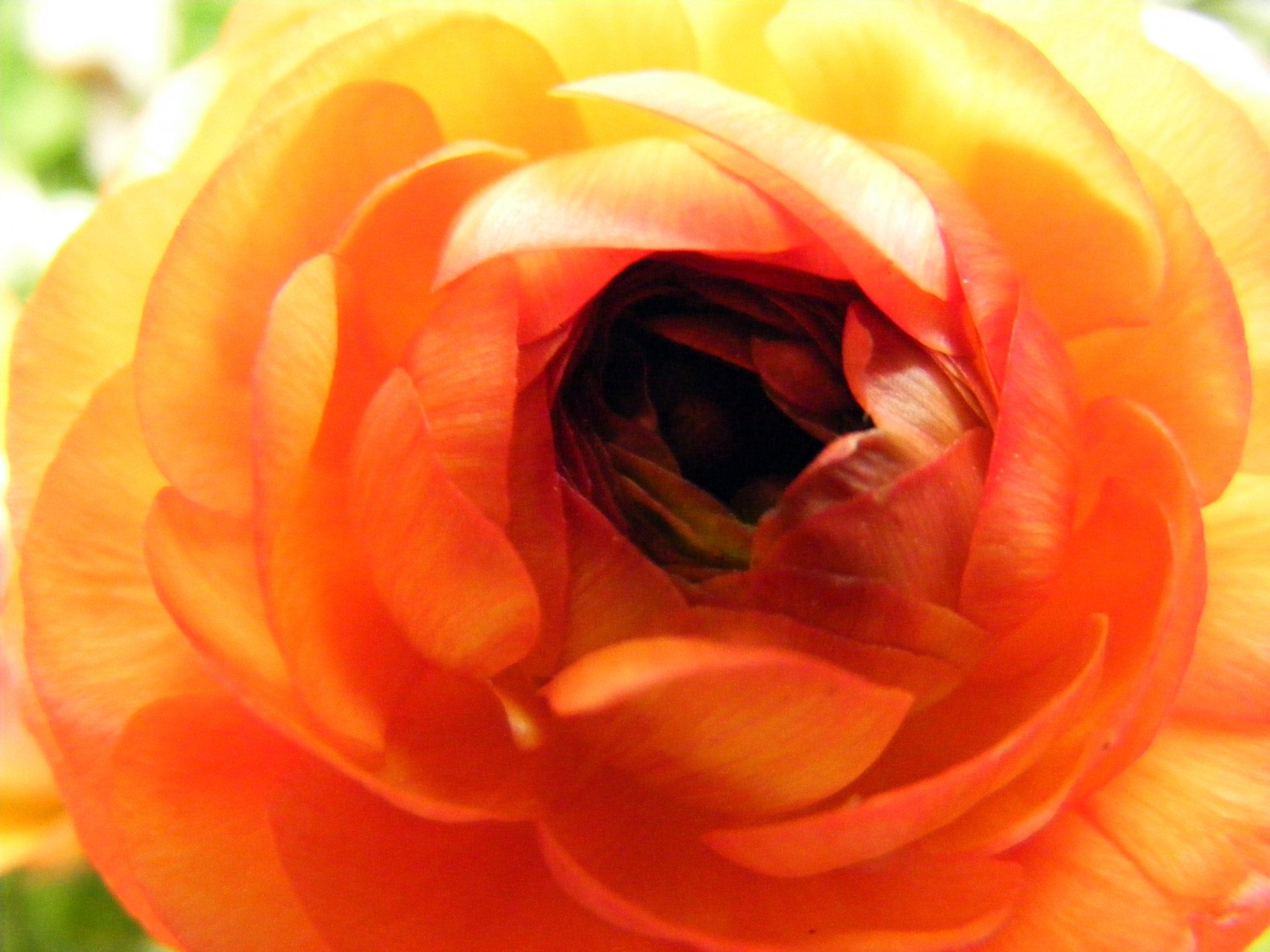 ranunculus flower orange free photo