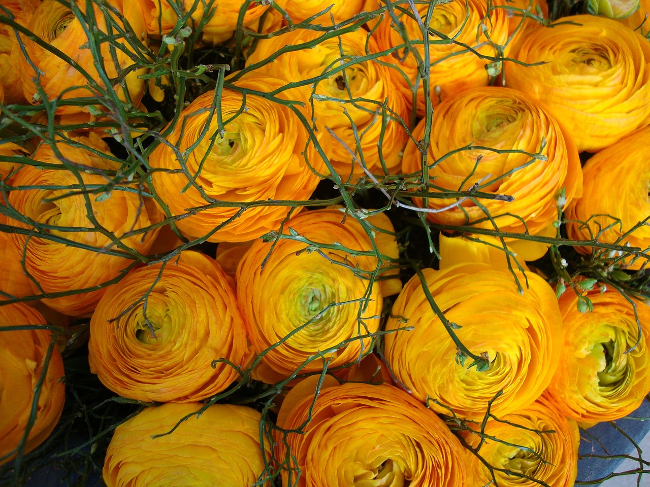 ranunkeln flowers yellow free photo