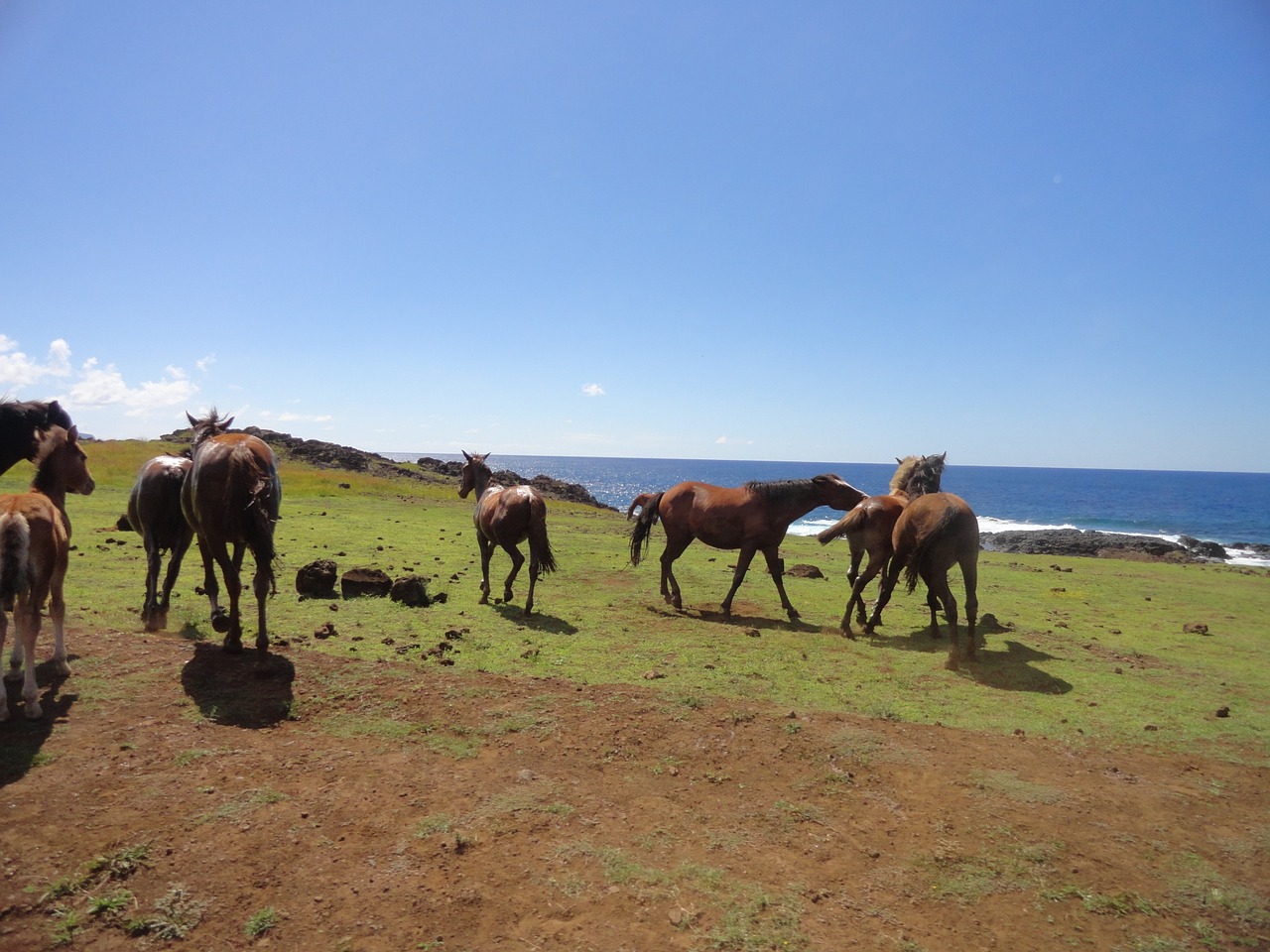 rapa nui easter island free photo