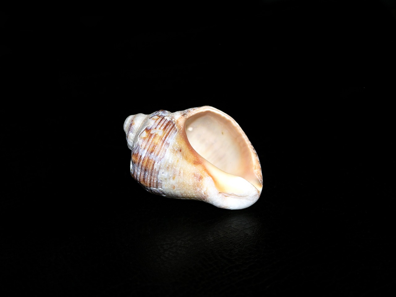 rapana sea clam free photo