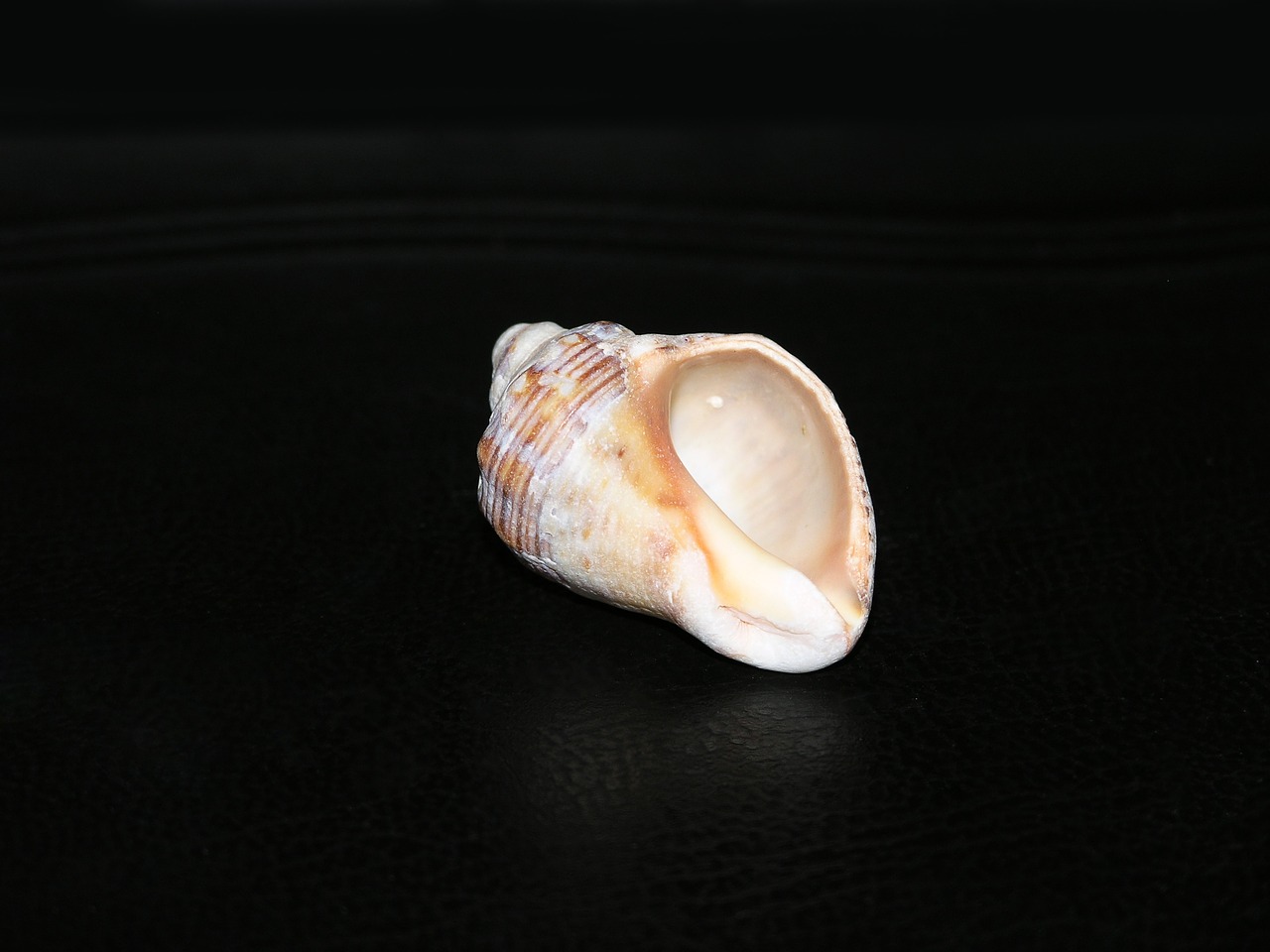 rapana sea clam free photo