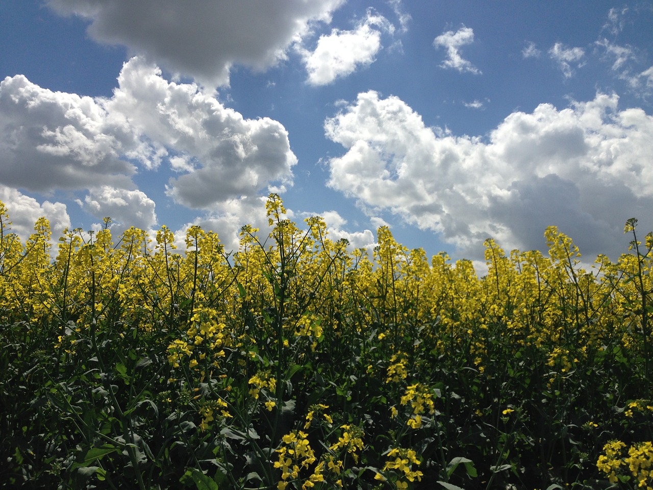 rape field clouds free photo