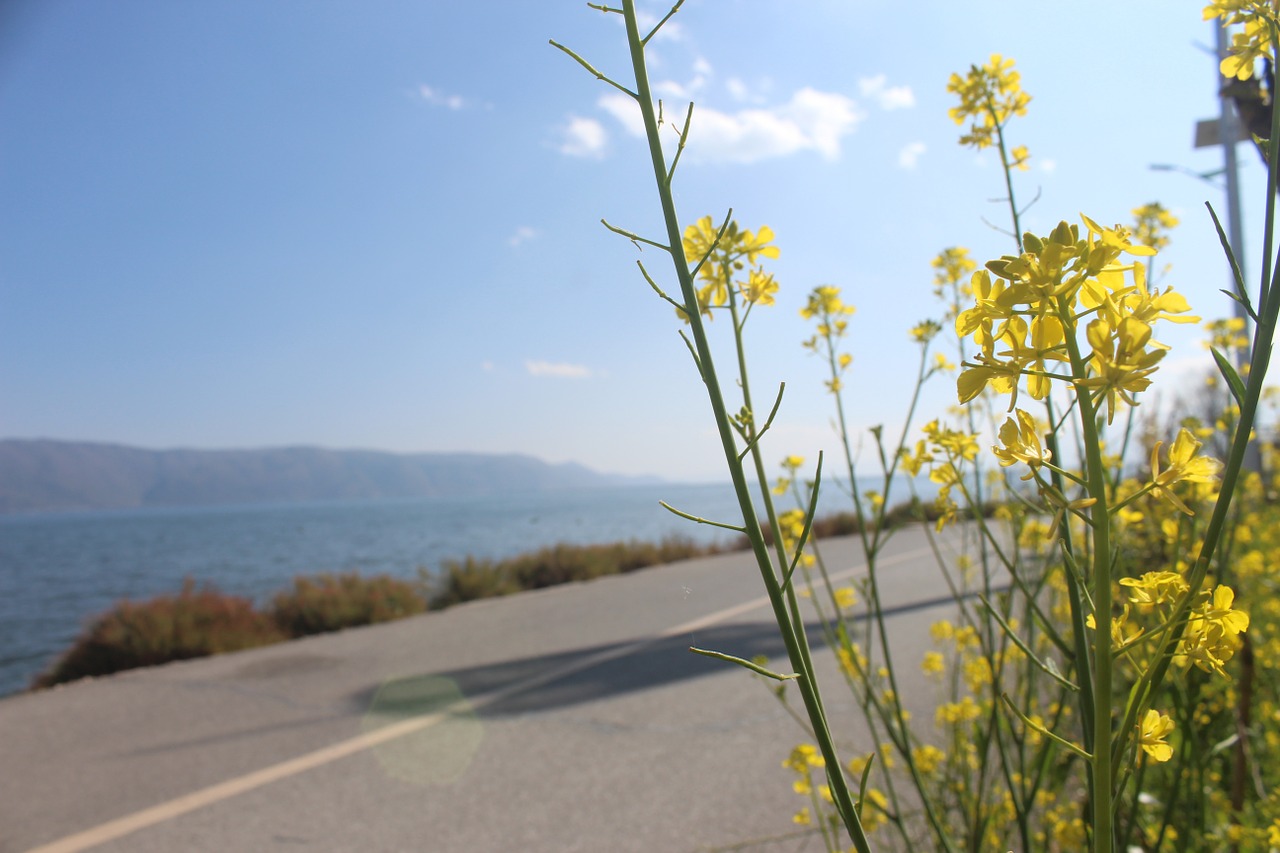 rape highway erhai lake free photo