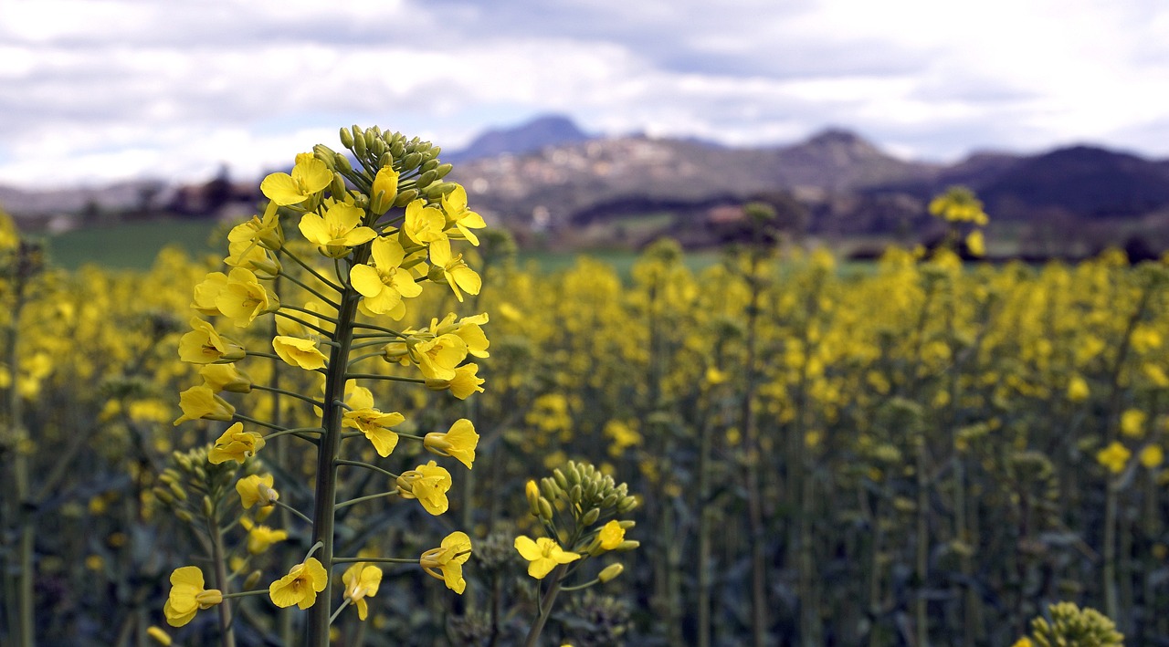 rape harvest field free photo