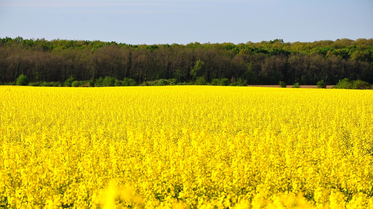 rape spring canola field free photo