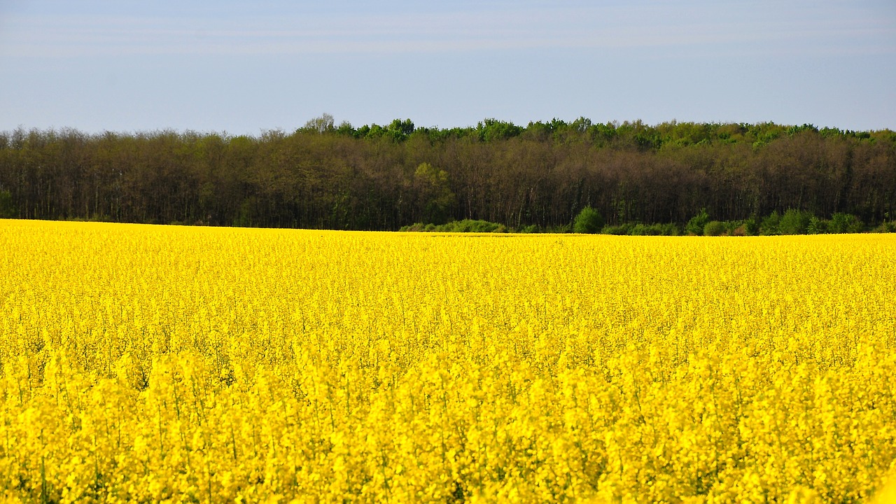 rape spring canola field free photo