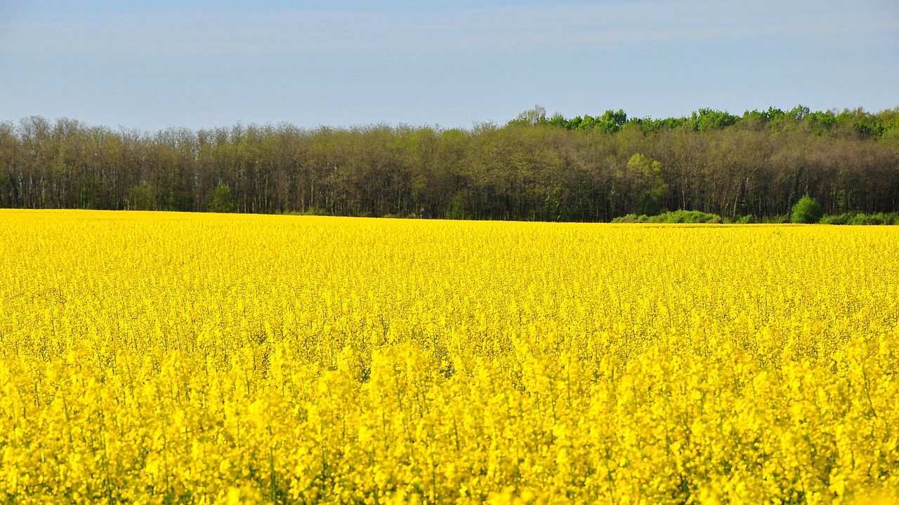 rape spring canola field free photo