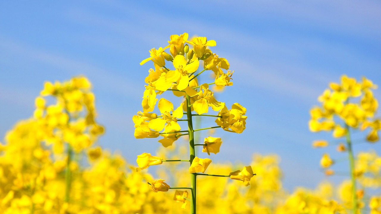 rape spring canola field free photo