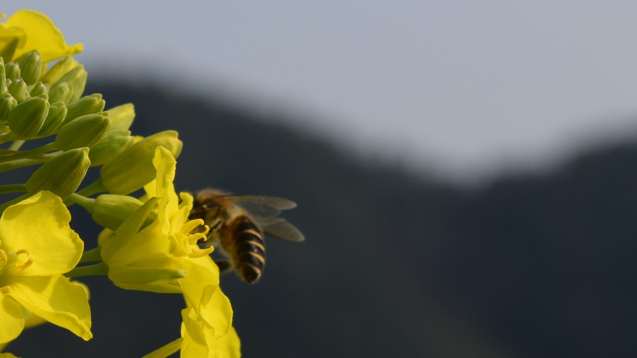 rape bee macro free photo