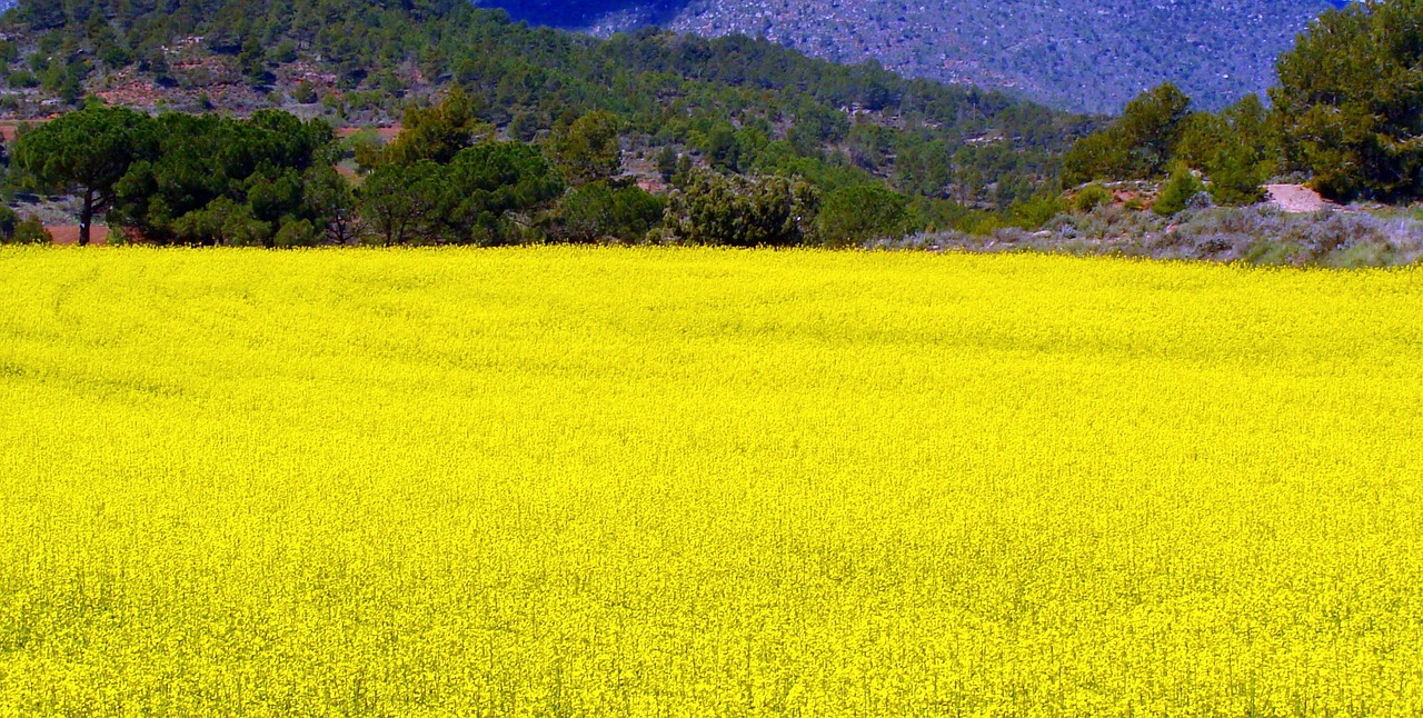 rape plantation field free photo