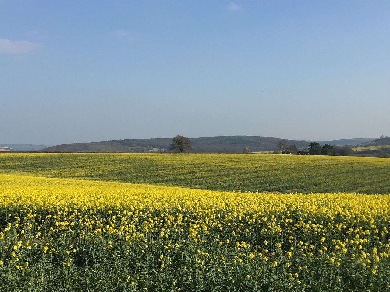 rape field sky free photo