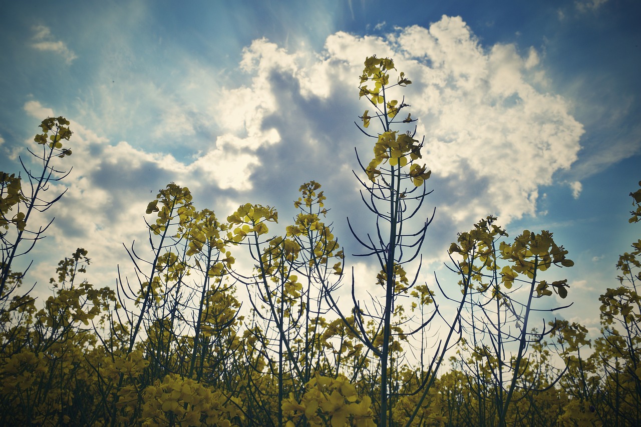 rape field summer free photo