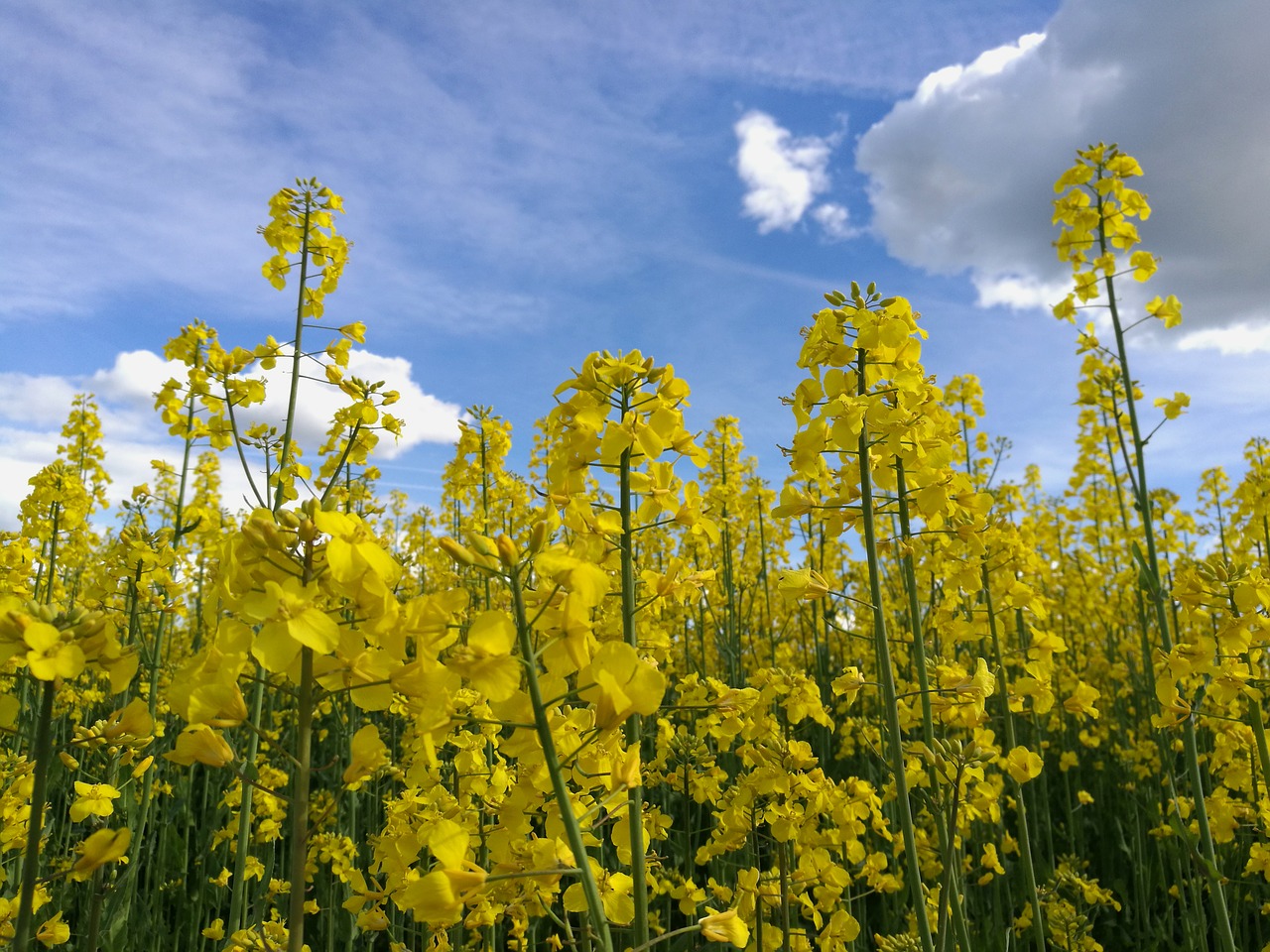 rape summer yellow flowers free photo