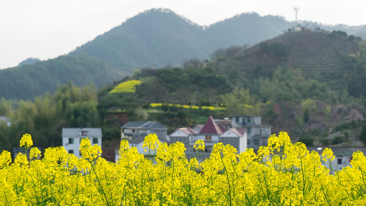 rape landscape field free photo