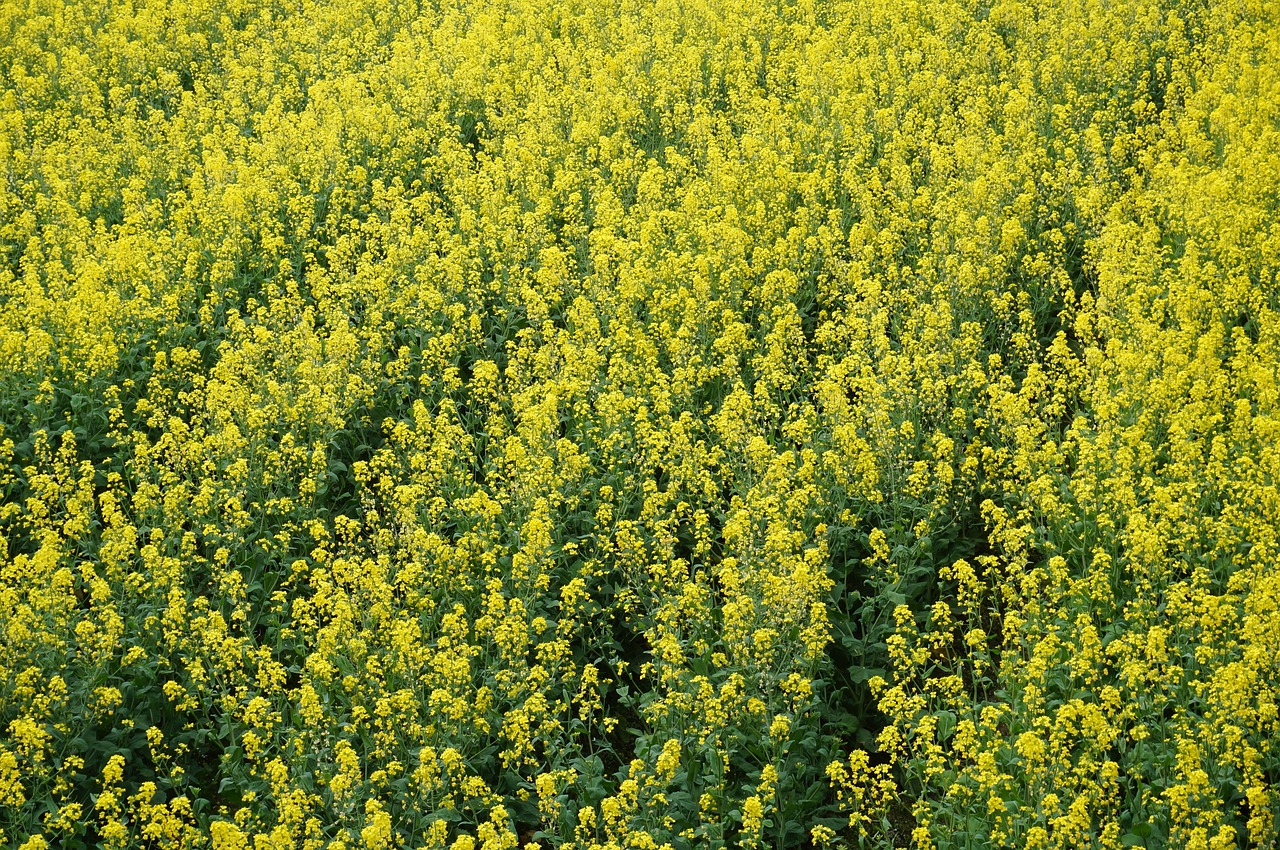 rape nature flower free photo