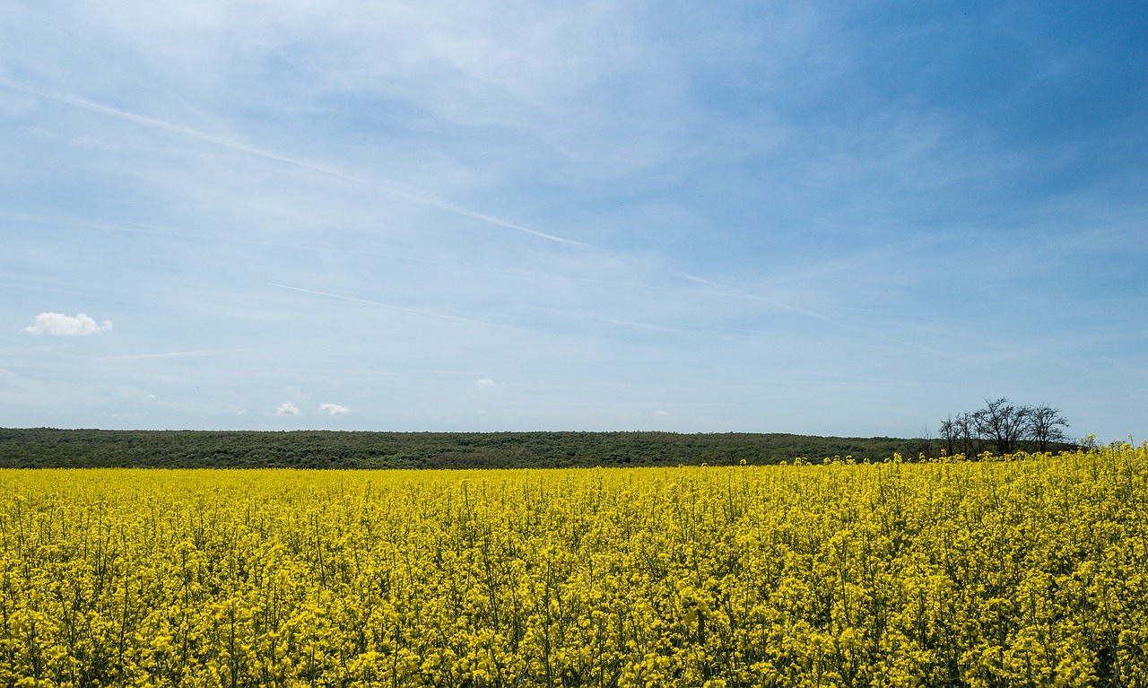 rape  sky  yellow free photo