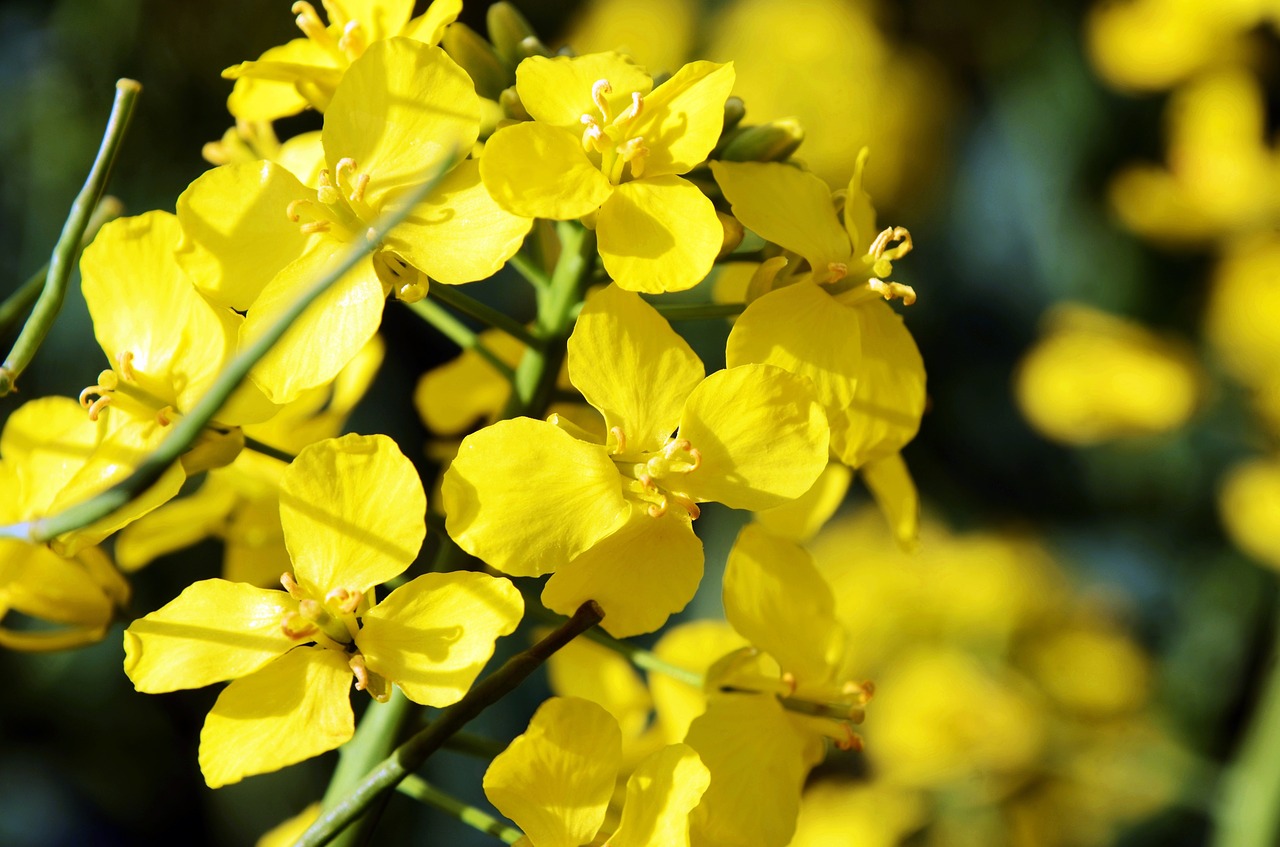 rape  yellow  spring free photo