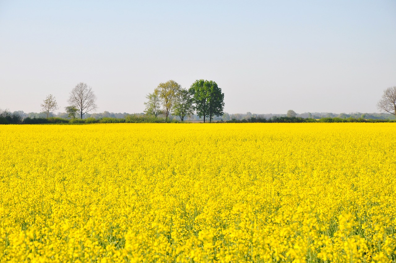 rape yellow nature free photo