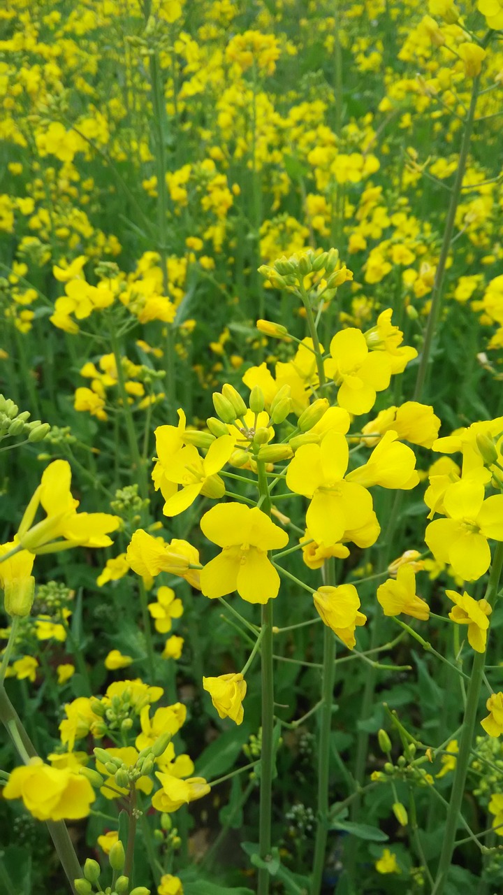 rape sea of flowers yellow flower free photo