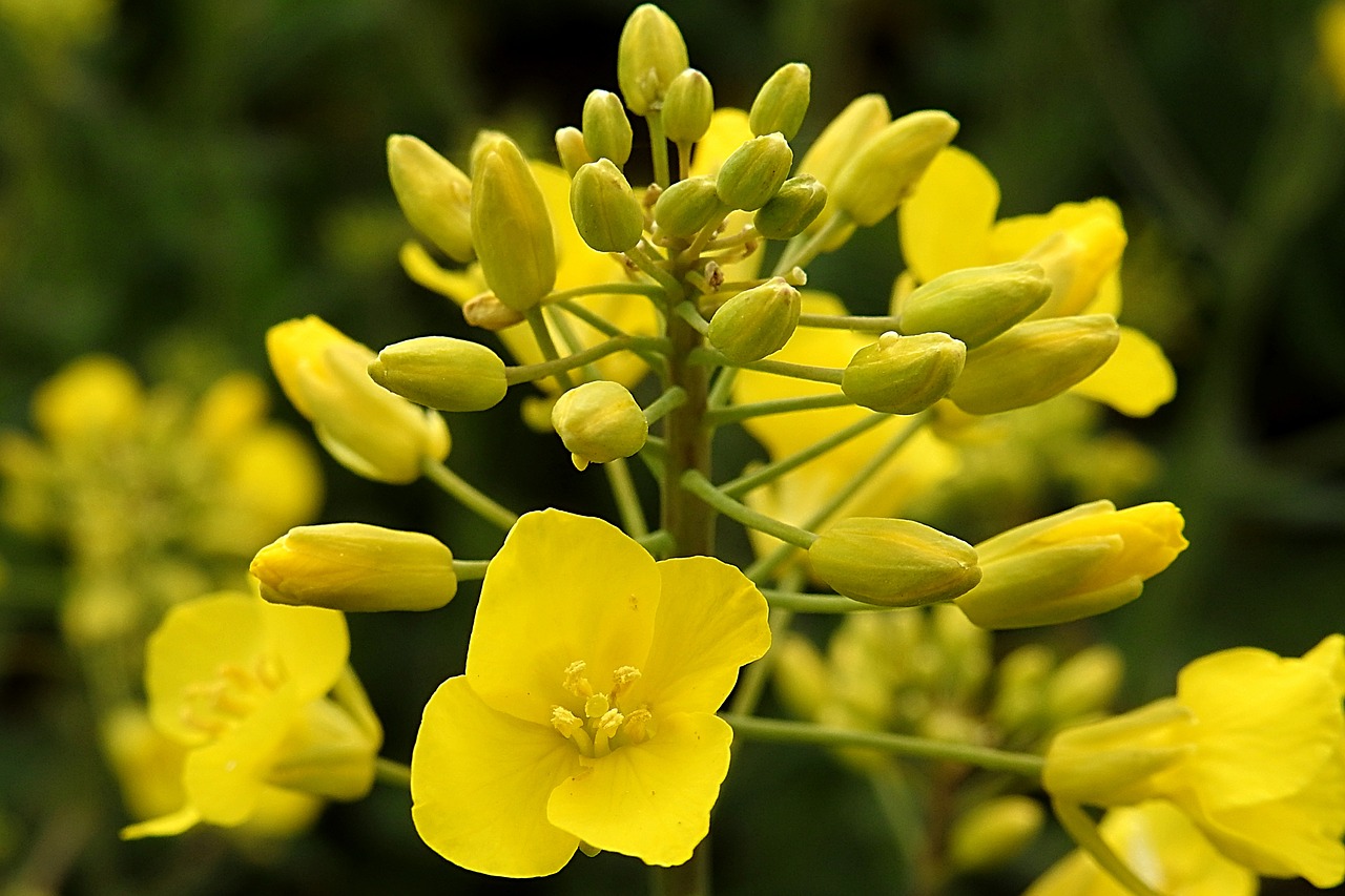 rape blossom oilseed rape blossom free photo