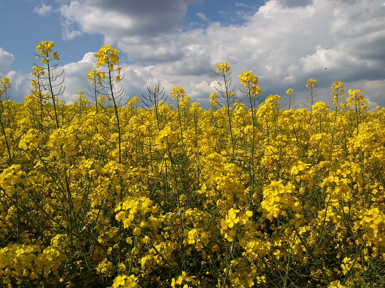 rape blossom field of rapeseeds yellow free photo