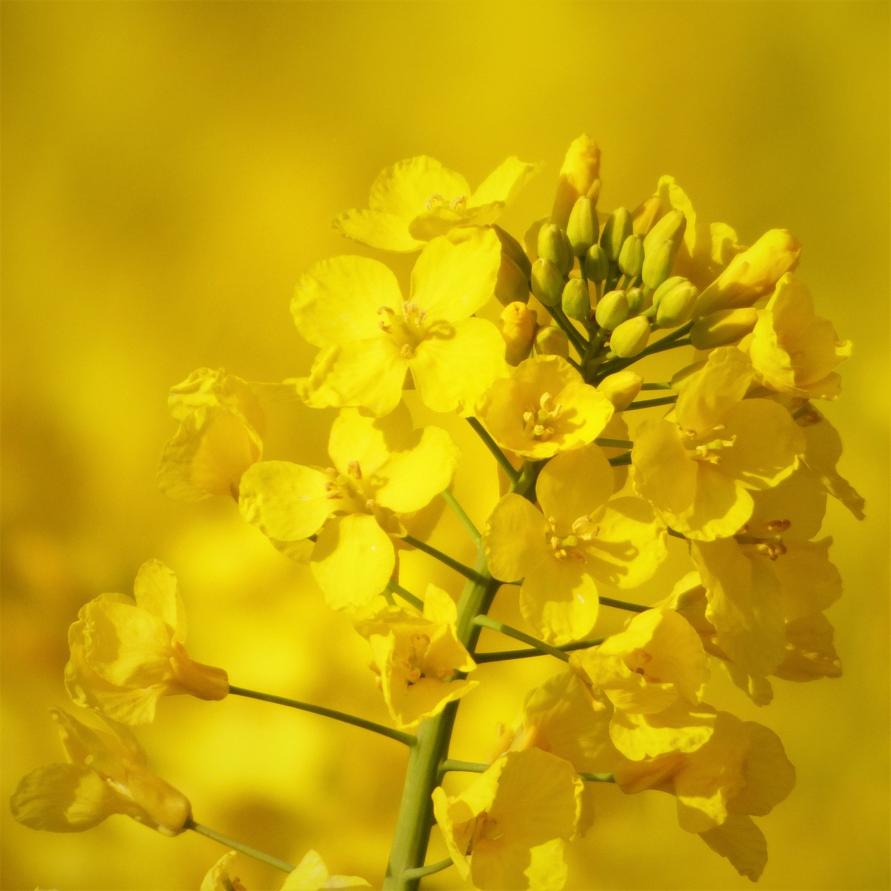rape blossom oilseed rape yellow free photo