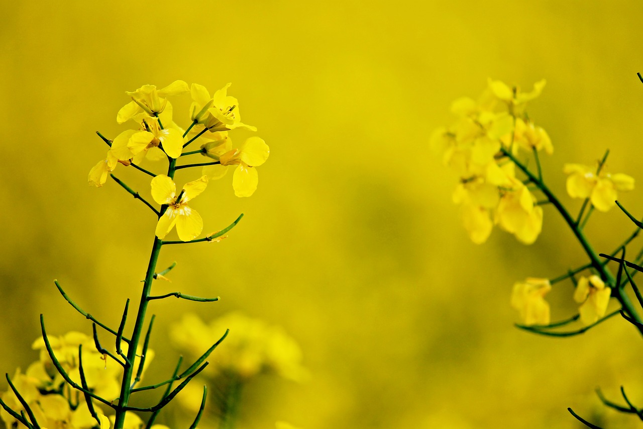 rape blossom yellow oilseed rape free photo