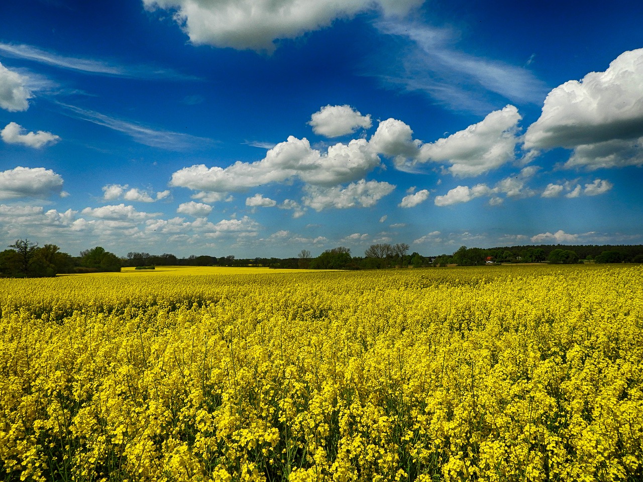 rape blossom north-west mecklenburg summer free photo