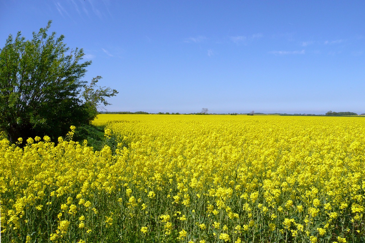 rape blossom oilseed rape yellow free photo