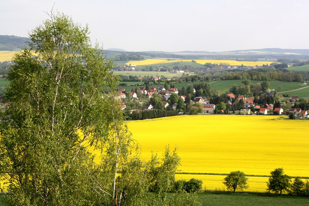 rape blossom landscape yellow free photo