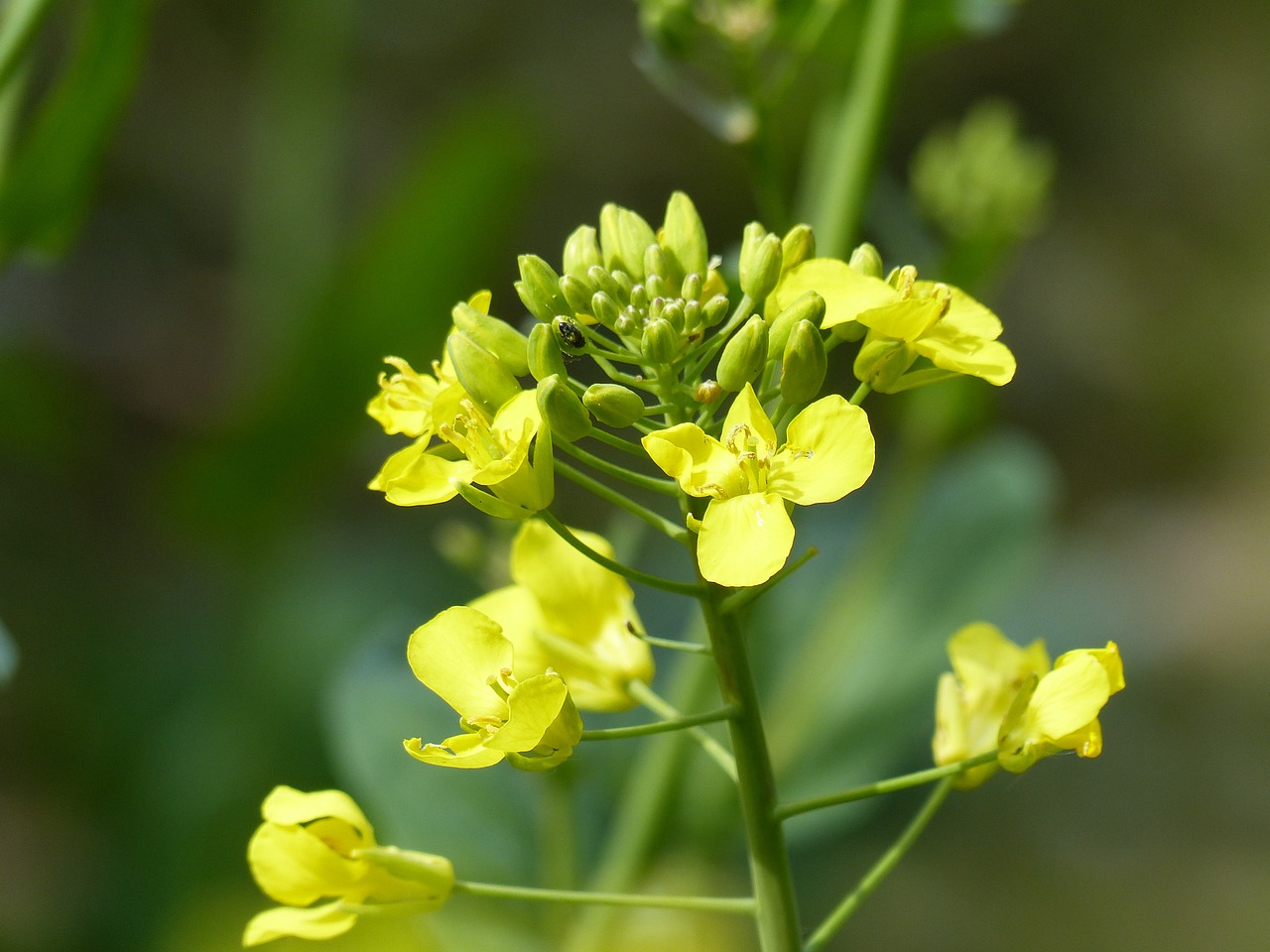 rape blossom flower macro free photo