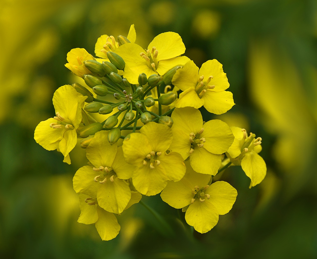 rape blossoms yellow bright free photo