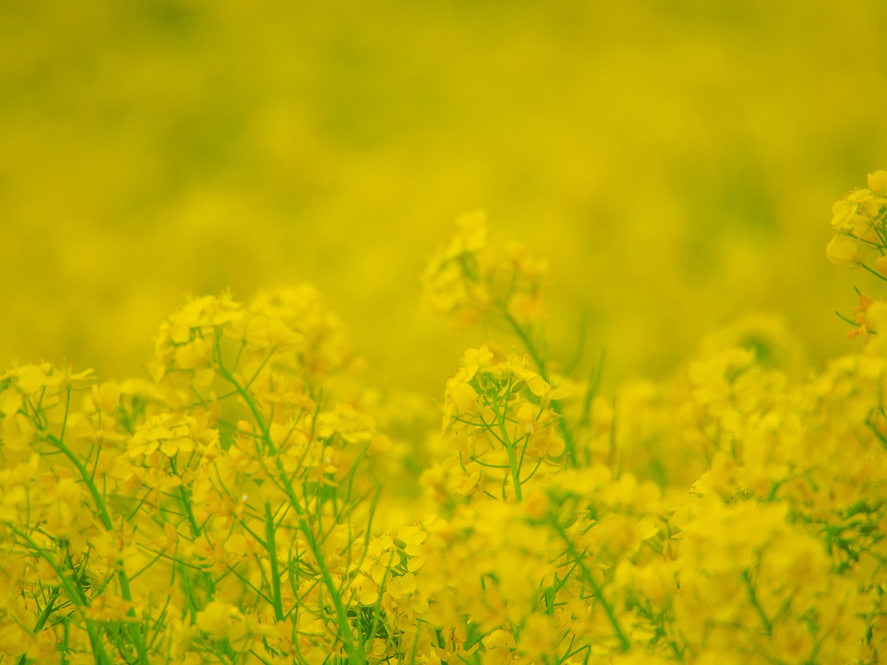 rape blossoms  yellow  flower garden free photo