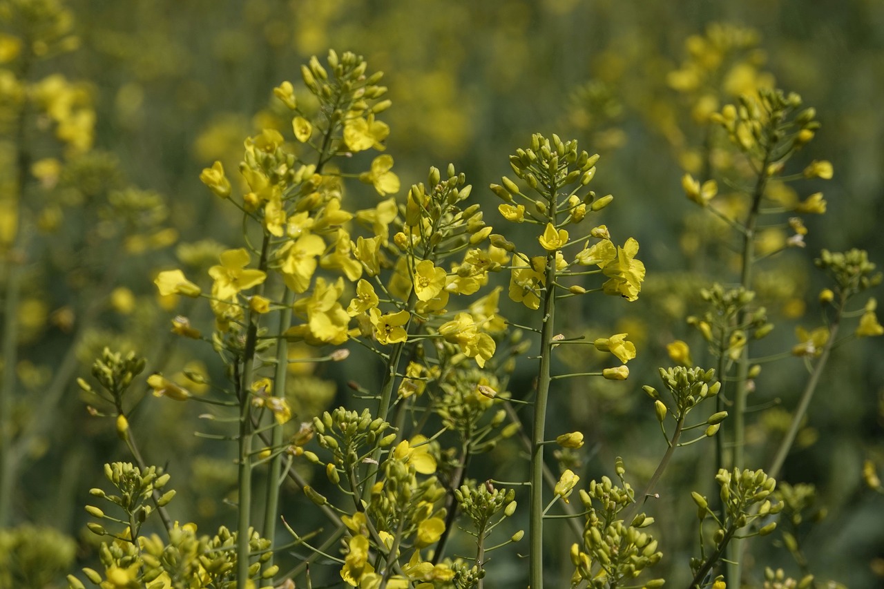 rape blossoms  oilseed rape  close up free photo