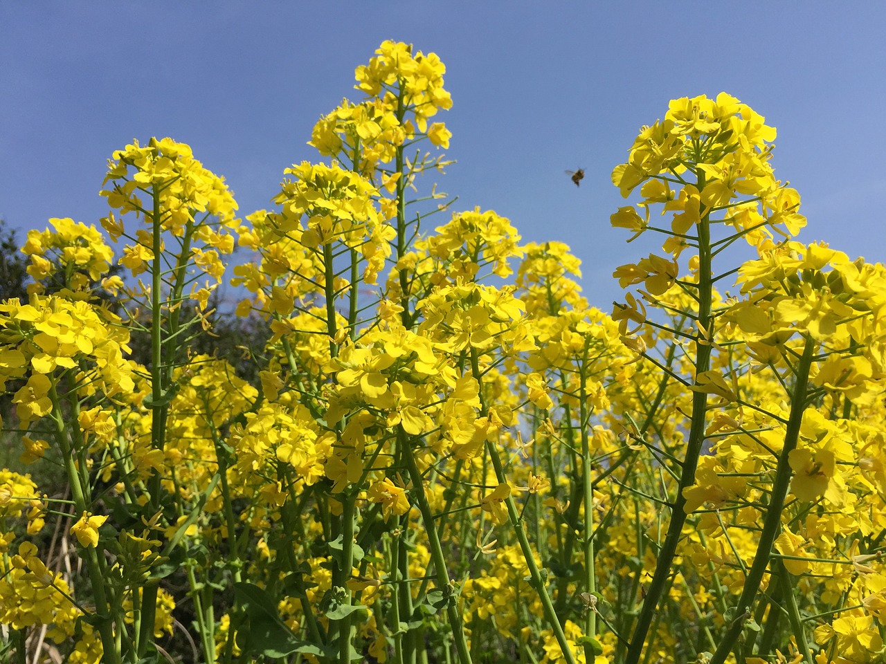 rape blossoms spring flowers spring free photo