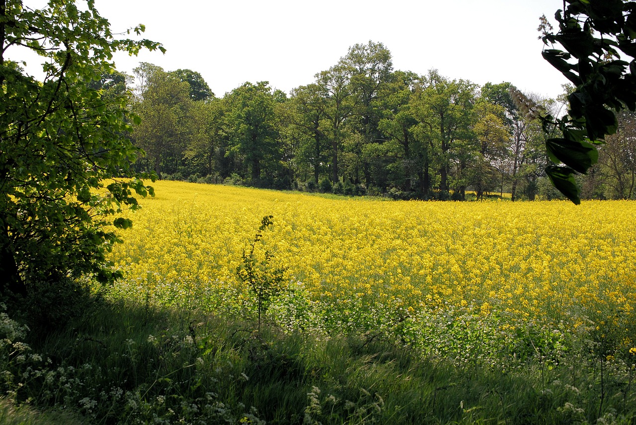 rape field oilseed rape agricultural plant free photo