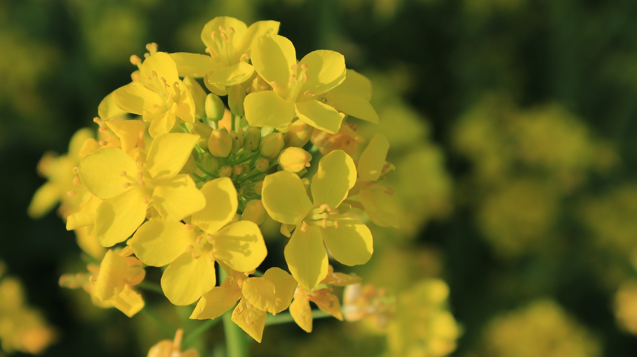 rape flowers flowers yellow flower free photo