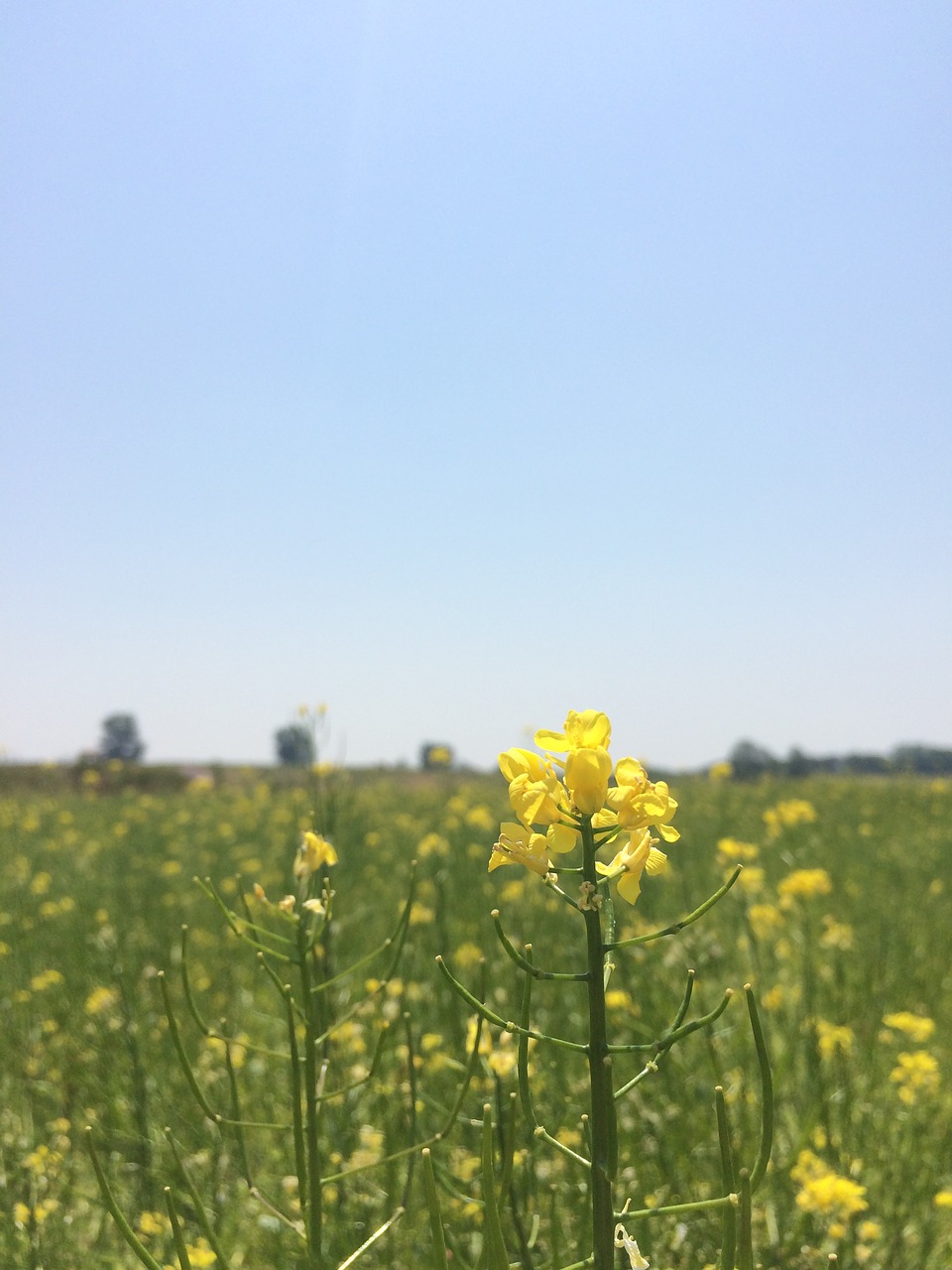 rape flowers rapeseed sky free photo