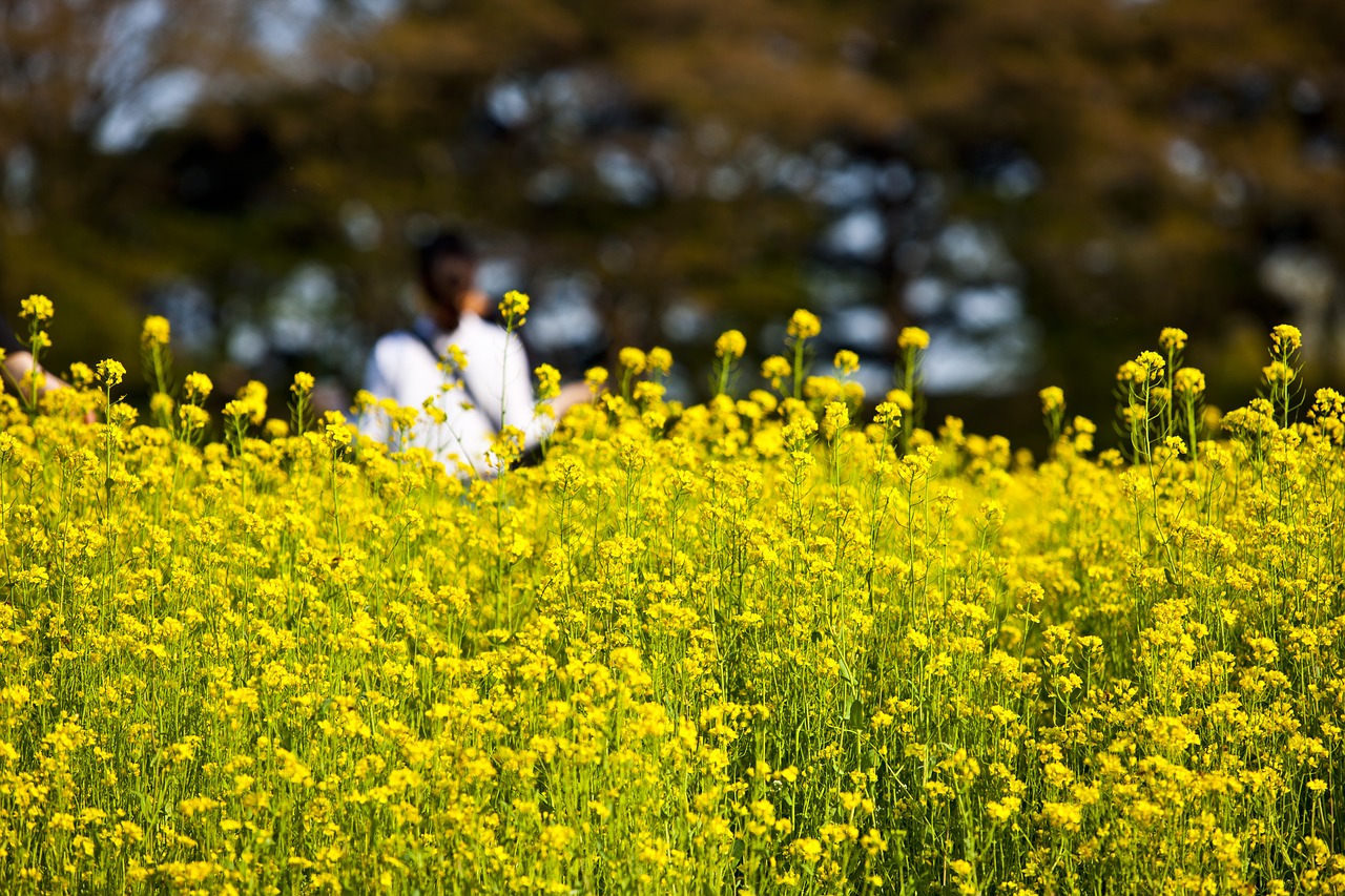 rape flowers rapeseed racing free photo