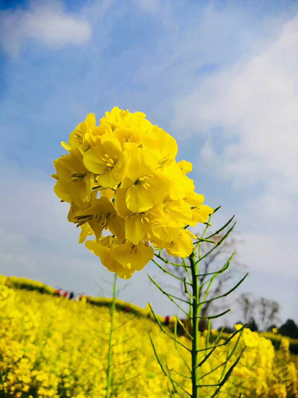 rape flowers  field  flower free photo