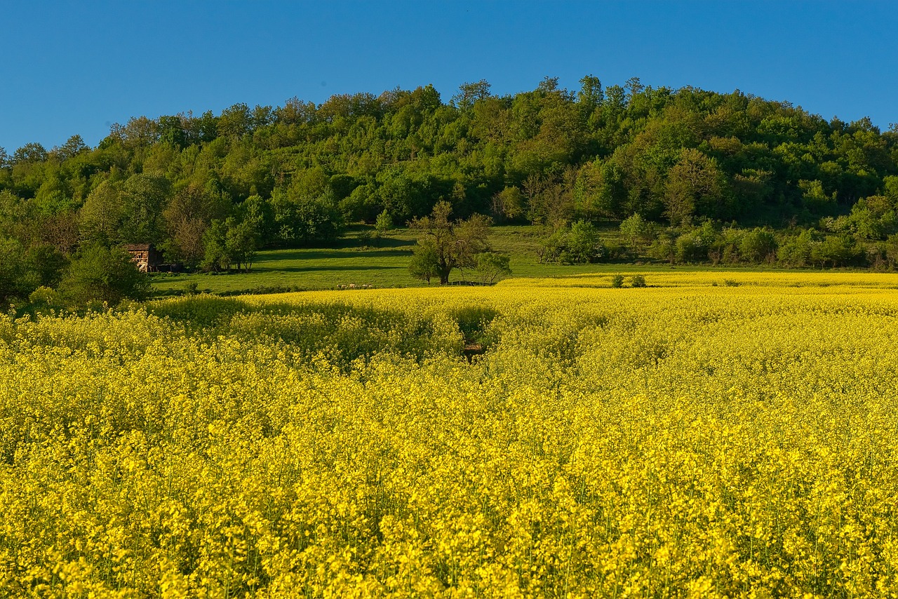 rape seed landscape canola free photo