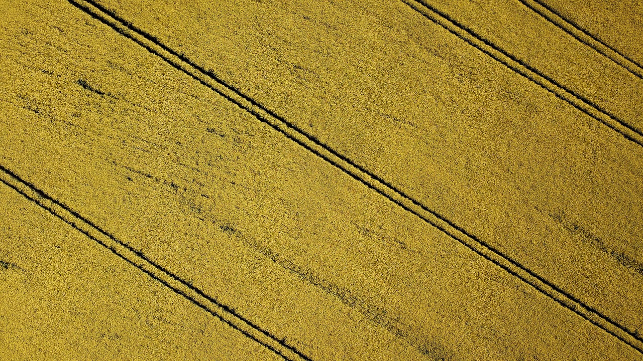 rape seed field  tram  lines free photo