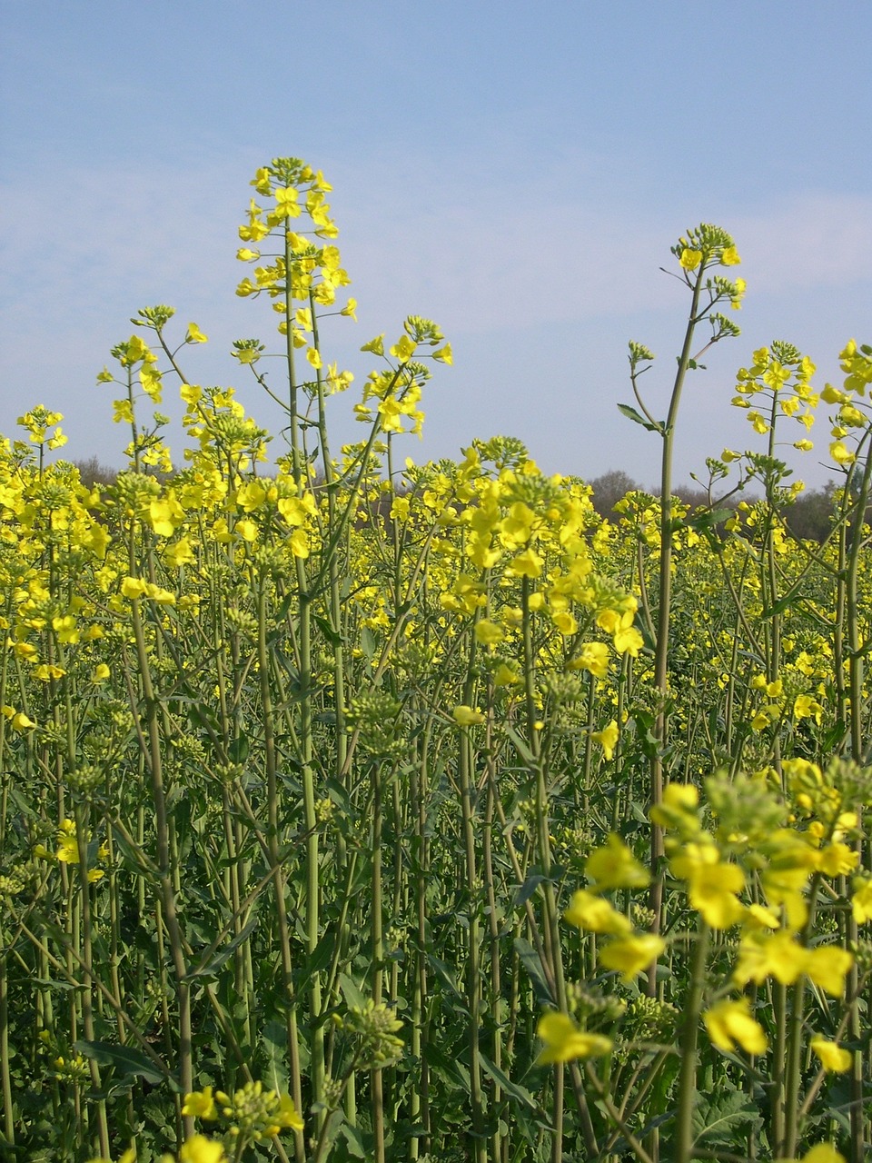 rapeseed arable farming agriculture free photo