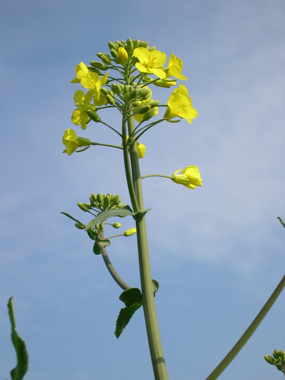 rapeseed arable farming agriculture free photo